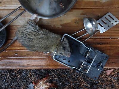 rodent trapping